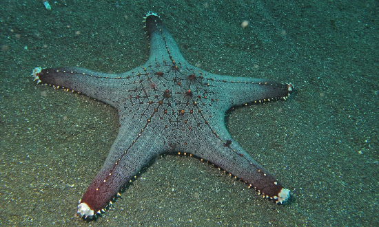  Pentaceraster mammillatus (Common Knobbed Star, Multicolored Knobbed Sea Star)